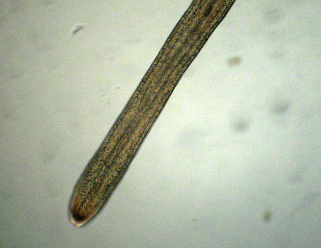 Anellidi policheti quasi microscopici